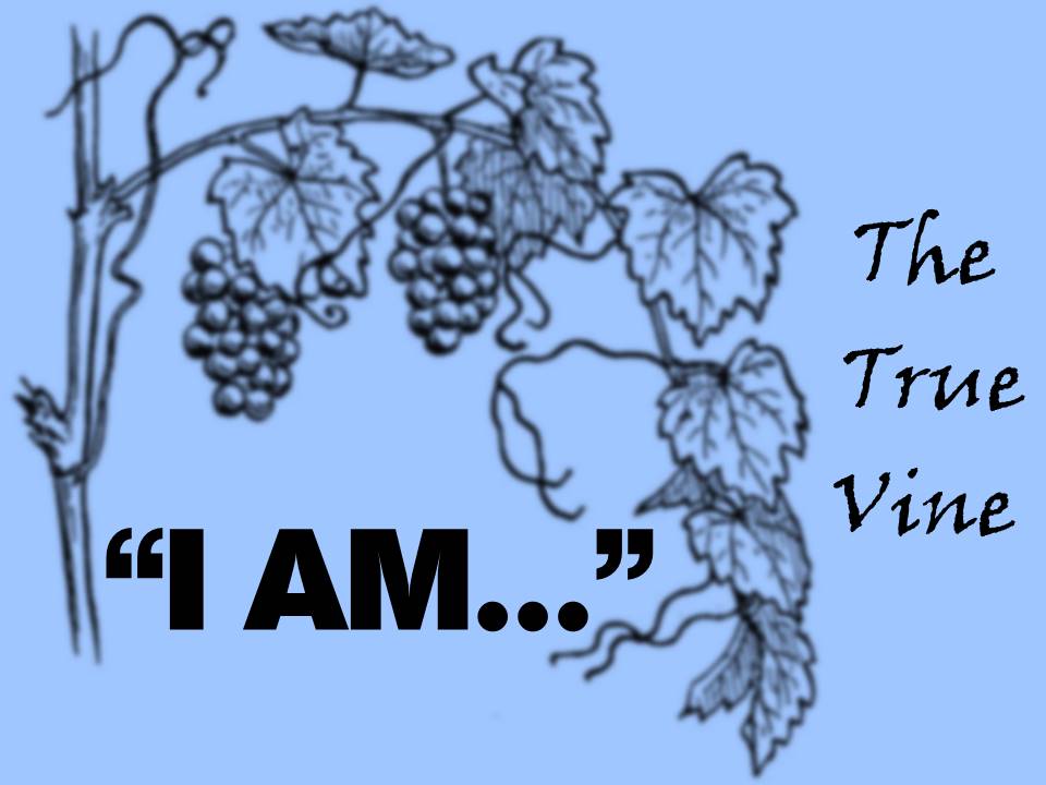 I AM… the True Vine